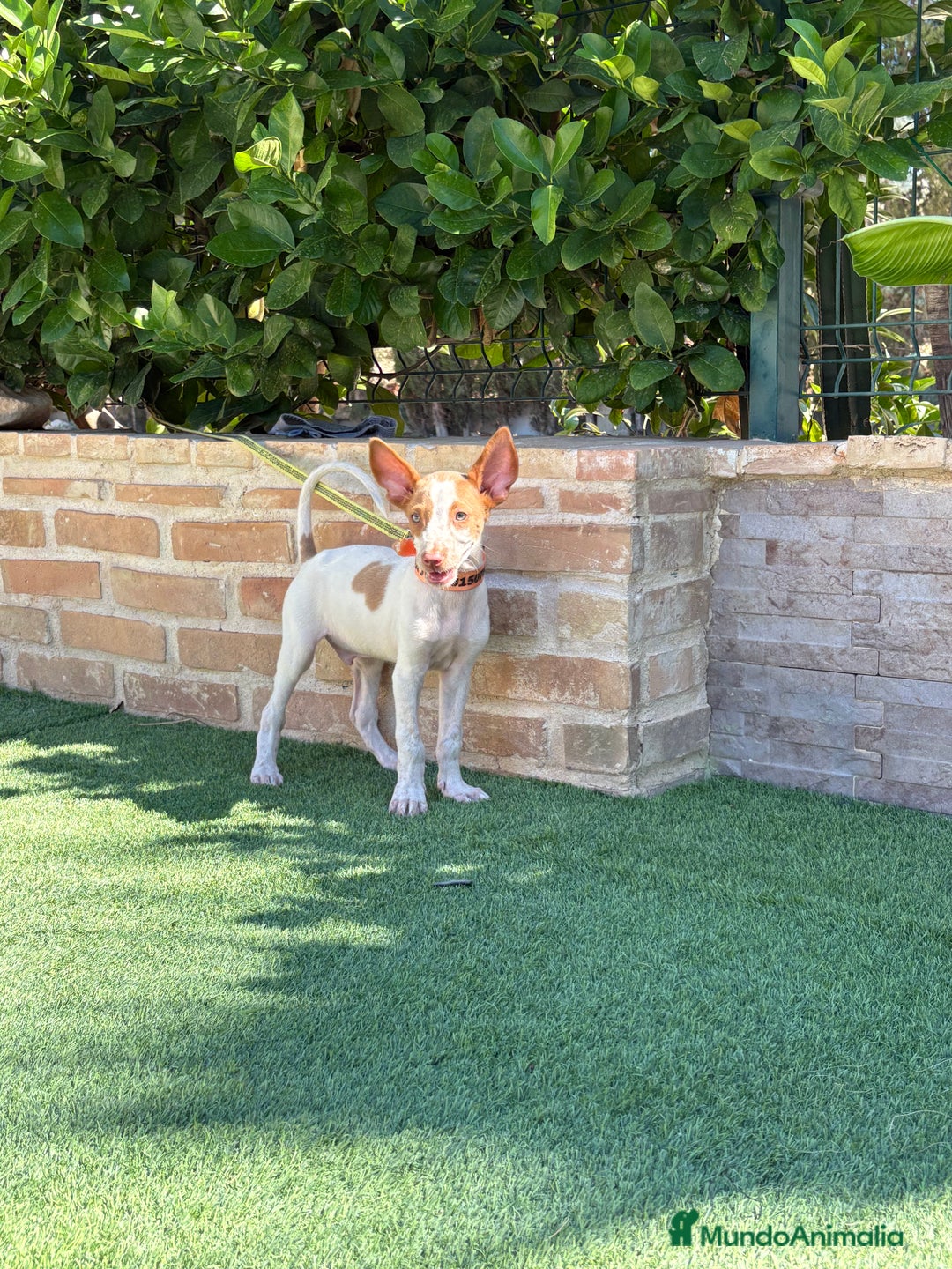 Podenco Ibicenco perros en venta: Cachorro podenco ibicenco  - Imagen 9