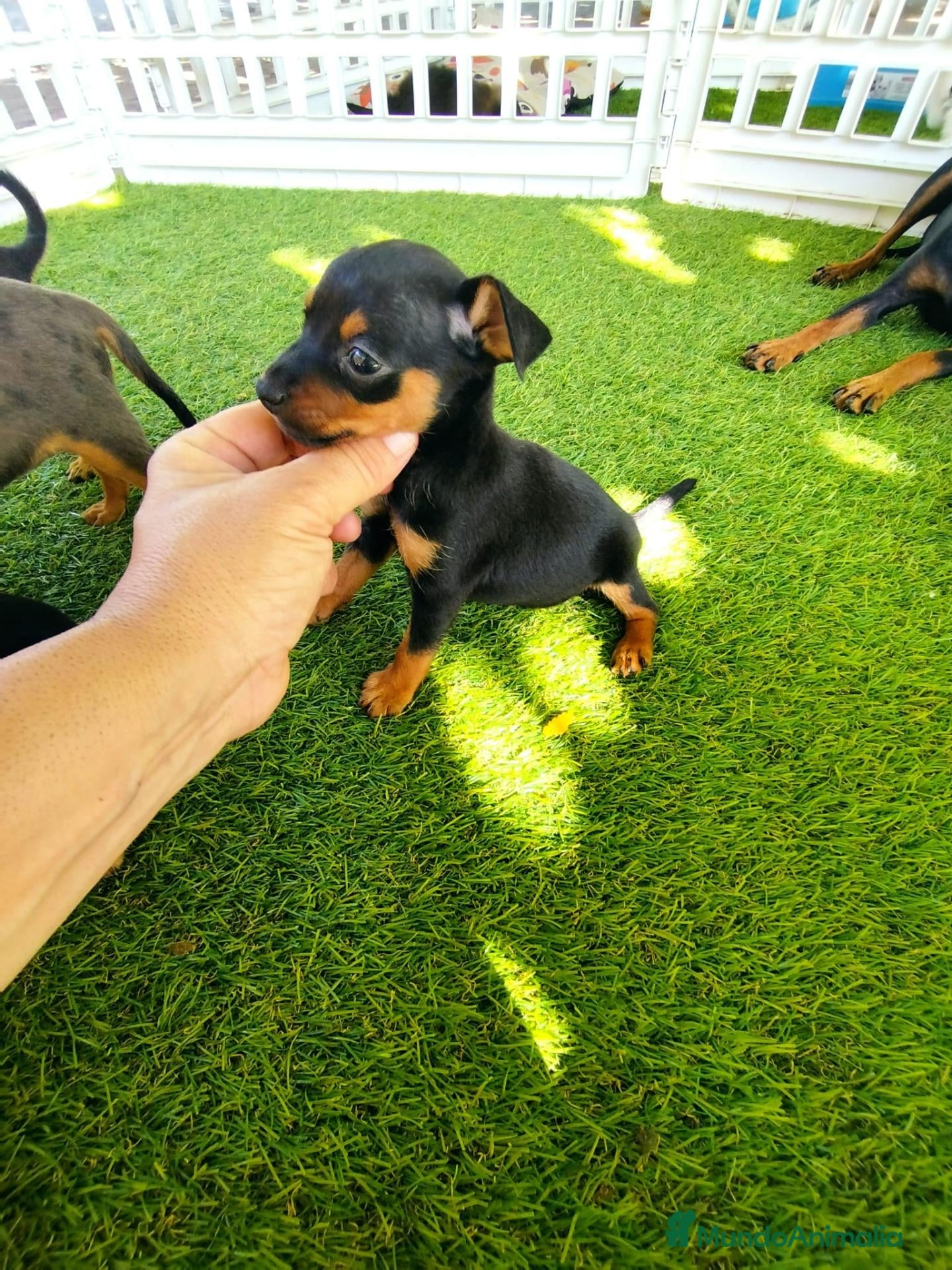 Pinscher Miniatura perros Preciosos mini pinscher - Anuncio 1