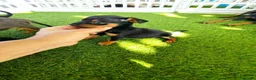 Pinscher Miniatura perros en adopcion: Preciosos mini pinscher - Anuncio 1