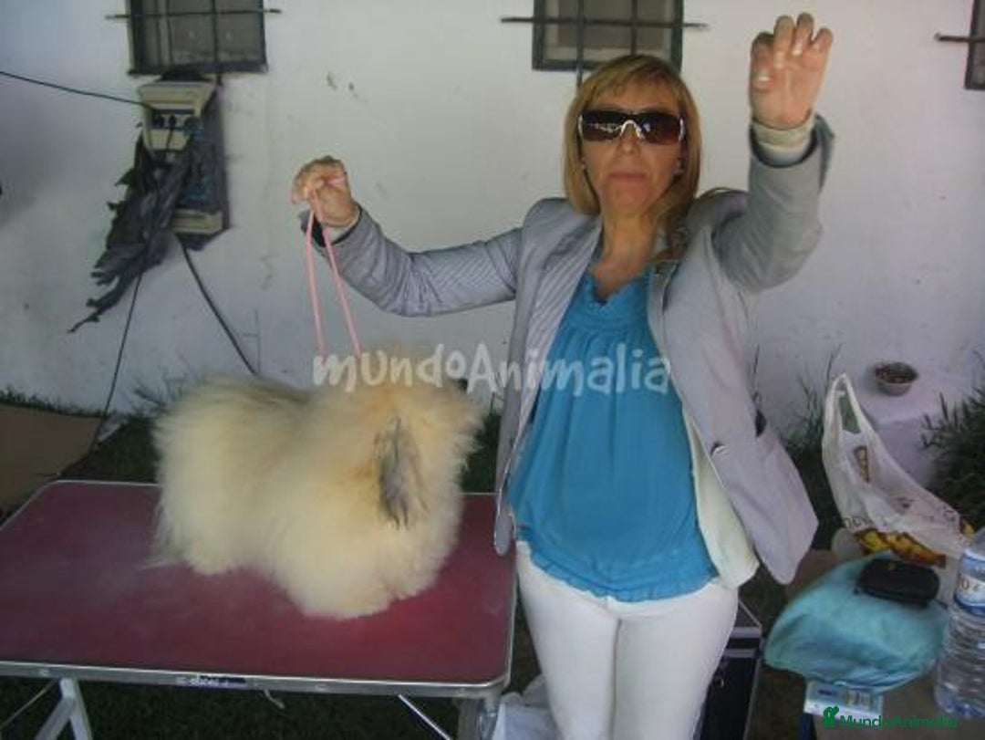 Imagen de galería {{count}}