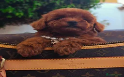 Caniche Toy perros en venta: Caniche toy linea asiatica - Imagen 1