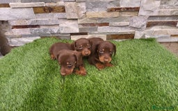 Teckel Miniatura perros en venta: TECKEL MINIATURA CHOCOLATE  - Imagen 2