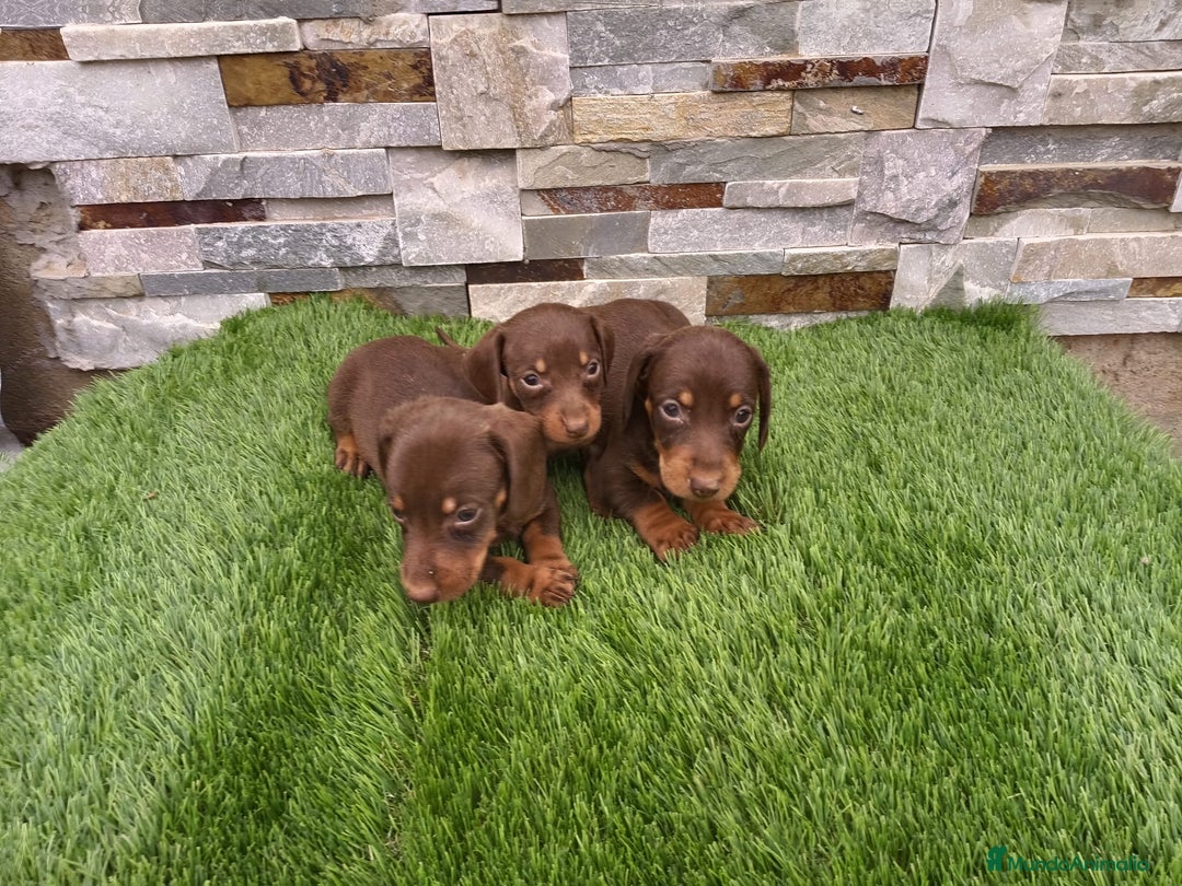 Teckel Miniatura perros en venta: TECKEL MINIATURA CHOCOLATE  - Imagen 2