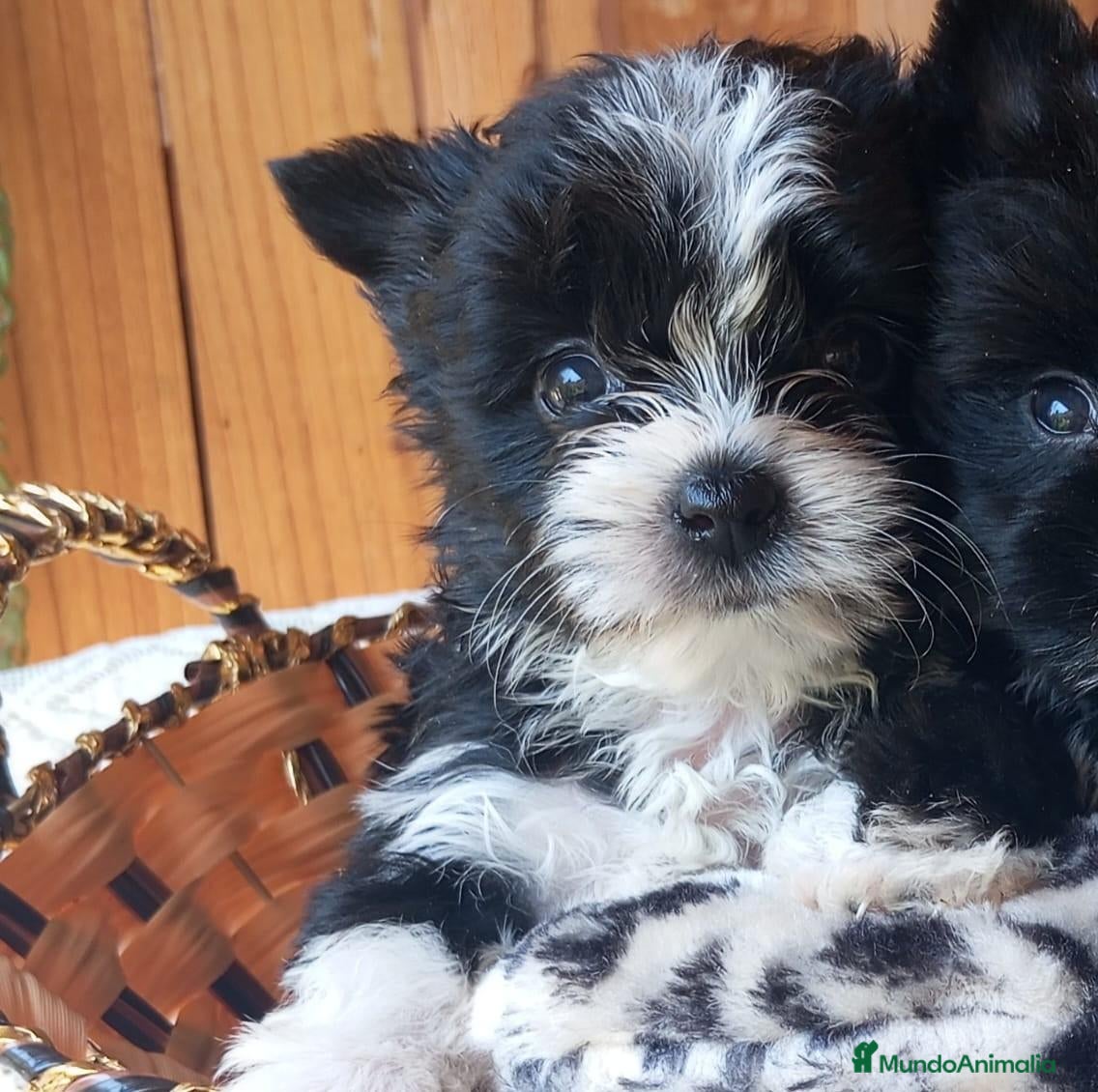 Biewer Yorkshire Terrier a la Pom Pon perros Cachorros Yorkshire chocolate - Anuncio 2