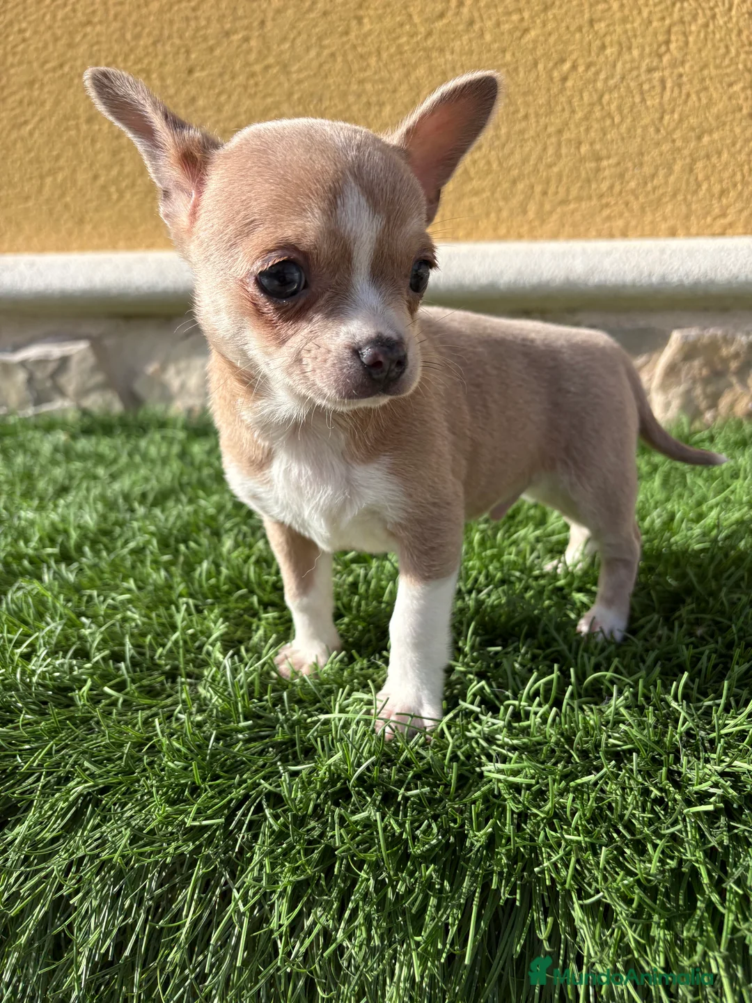 Chihuahua perros en venta: Chihuahua macho marrón blue ojos azules - Anuncio 13