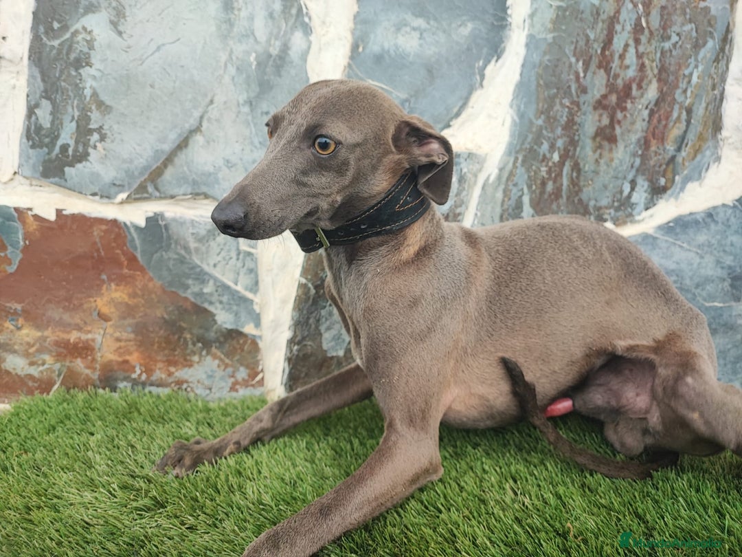 Pequeño Lebrel Italiano perros para monta: GALGO ITALIANO MONTAS (UNO CREMA Y OTRO GRIS)) - Anuncio 2