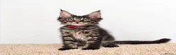 Maine Coon gatos en venta: Gatitos Maine Coon - Anuncio 1