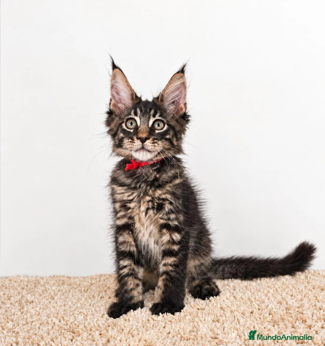 Maine Coon gatos en venta: Gatitos Maine Coon - Anuncio 1