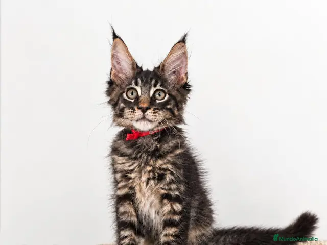 Maine Coon gatos Gatitos Maine Coon - Anuncio 2
