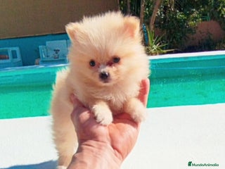 Pomerania perros - Anuncio 29