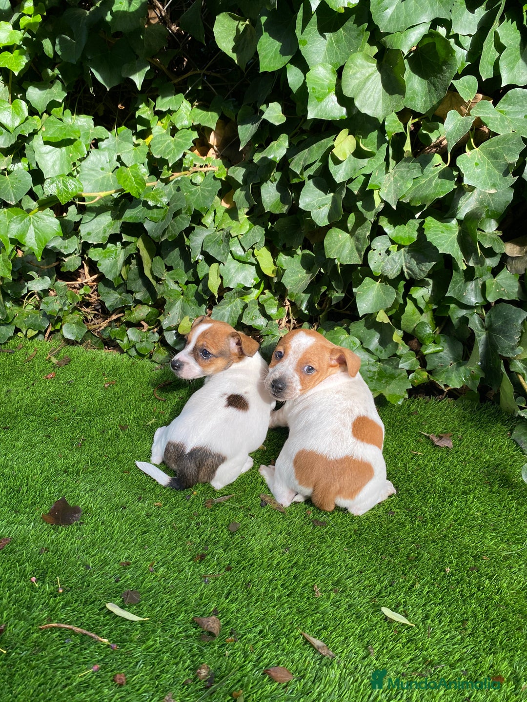Jack Russell Terrier perros en venta: Jack Russell patas cortas 🐾 - Anuncio 1