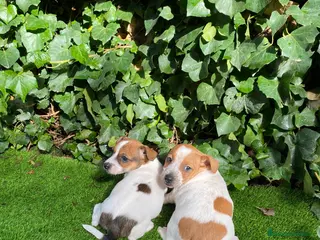 Jack Russell Terrier perros Jack Russell patas cortas 🐾 - Anuncio 10
