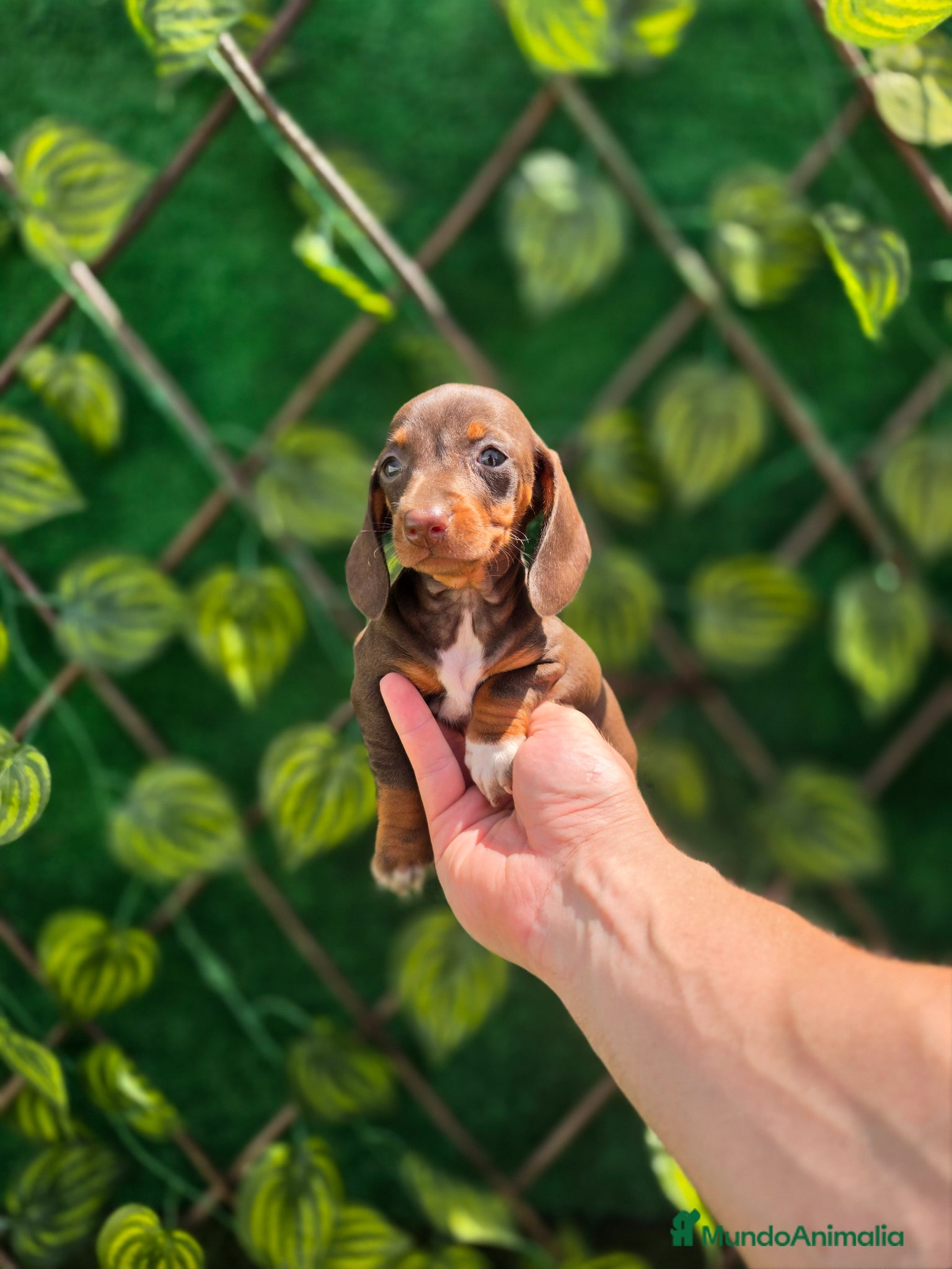 Teckel Miniatura perros TECKEL MINIATURA & KANNINCHEN  - Anuncio 21