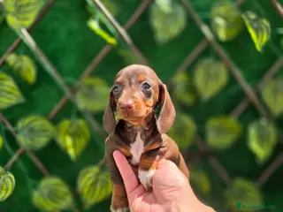 Teckel Miniatura perros TECKEL MINIATURA & KANNINCHEN - Anuncio 3