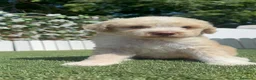 Perro de Agua Español perros en venta: PERRO DE AGUA ESPAÑOL - Anuncio 4