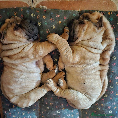 Shar Pei perros en Málaga - Anuncio 14