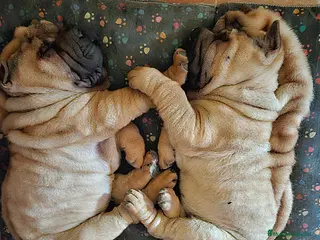 Shar Pei perros BEBE SHAR PEI MAXIMA CALIDAD en Málaga - Anuncio 35