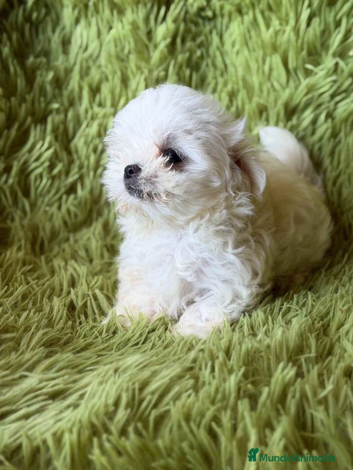 Bichón Maltés perros BICHÓN MALTES MINI TOY COREANO - Anuncio 25