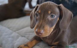 Teckel Miniatura perros en venta: ✨ Cacao & Bongo ✨ - Imagen 16
