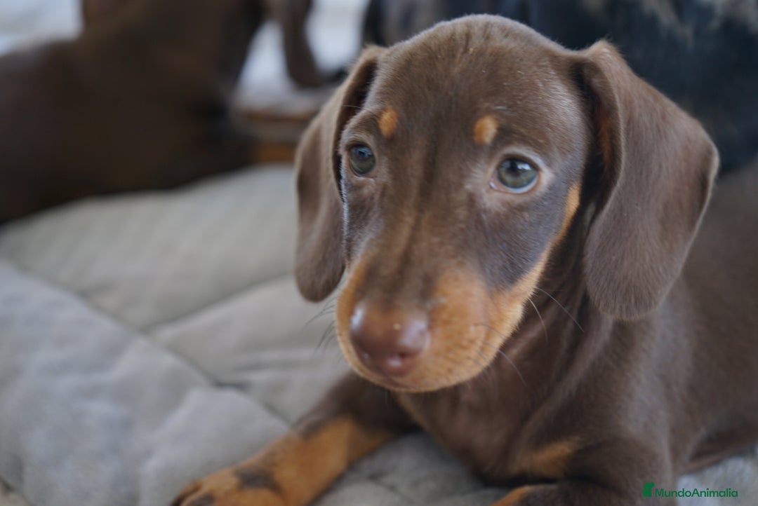 Teckel Miniatura perros en venta: ✨ Cacao & Bongo ✨ - Imagen 16