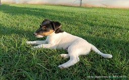 Fox Terrier de Pelo Liso perros en venta: Disponible fox terrier pelo liso - Imagen 1