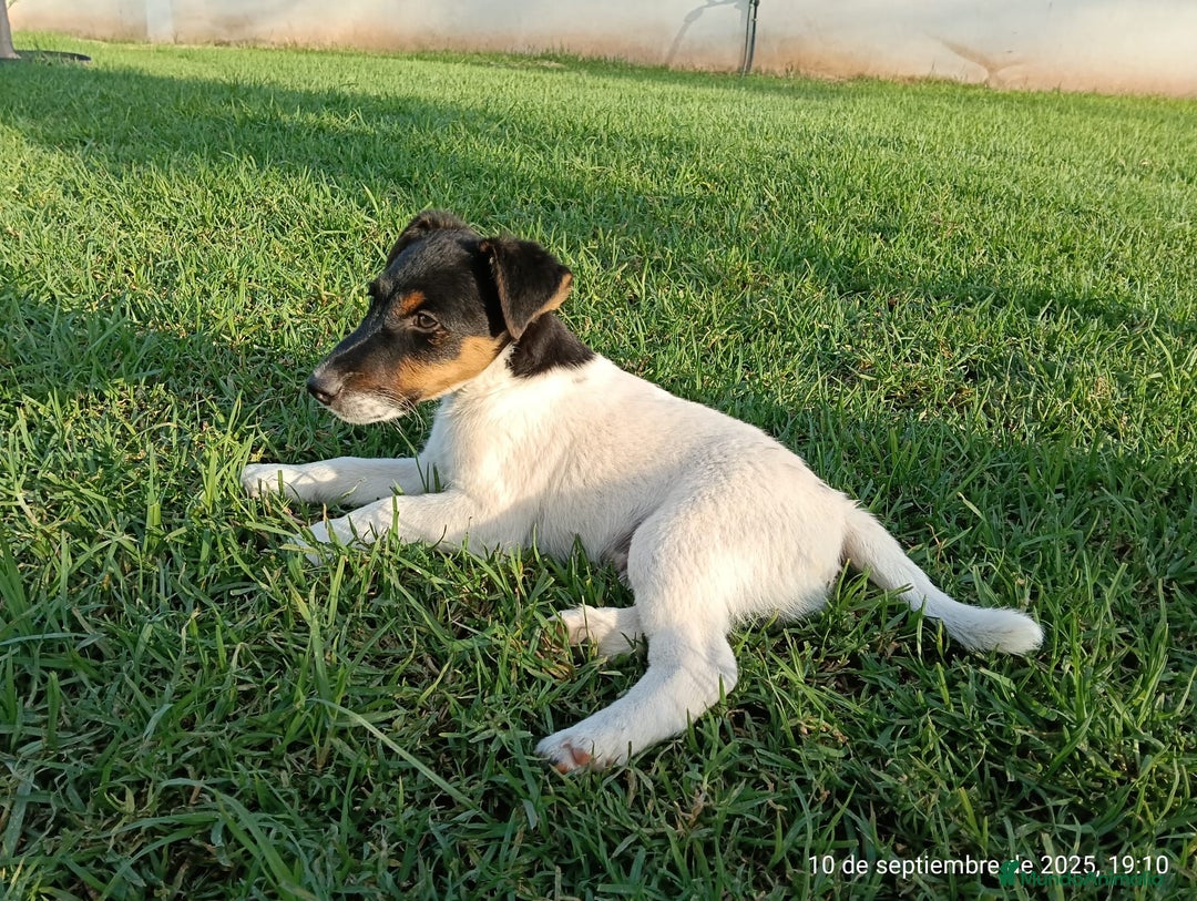 Fox Terrier de Pelo Liso perros en venta: Disponible fox terrier pelo liso - Imagen 1