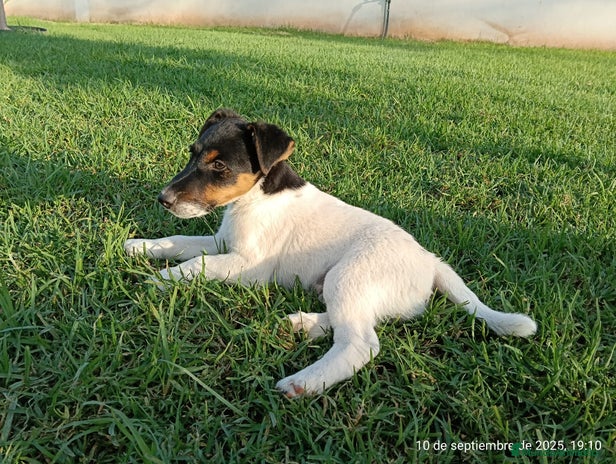 Fox Terrier de Pelo Liso perros - Anuncio 1