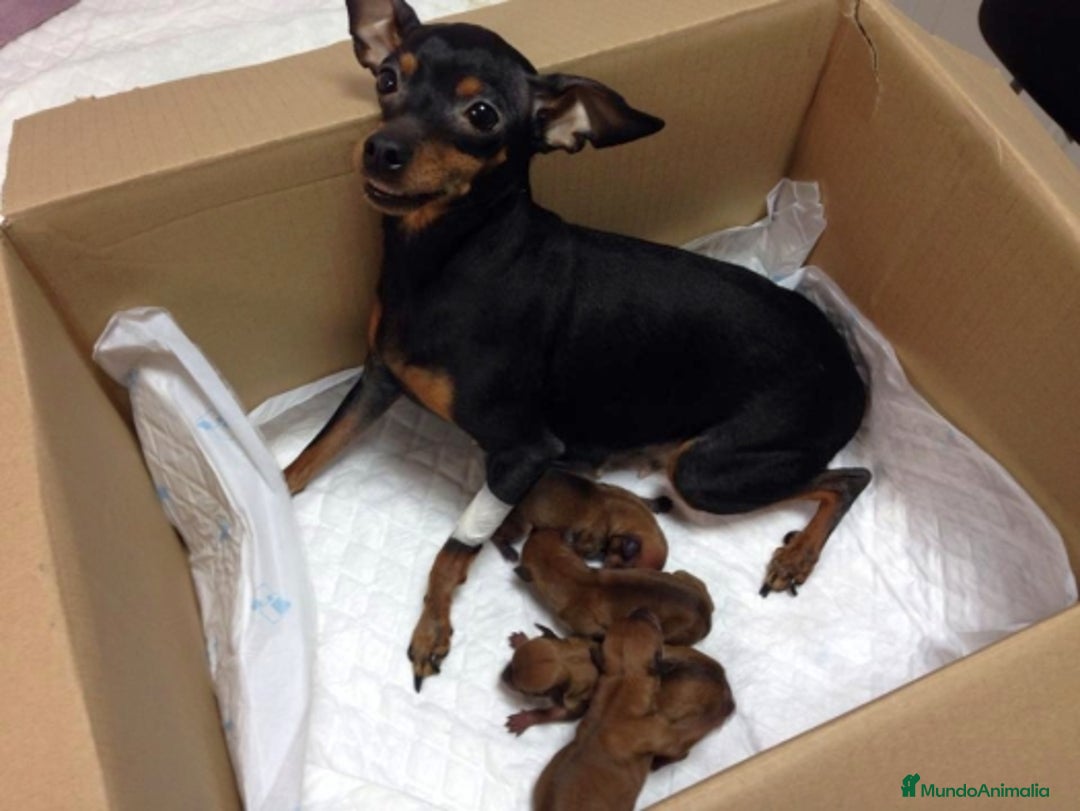 Pinscher Miniatura perros en venta: Mini pincher - Imagen 4