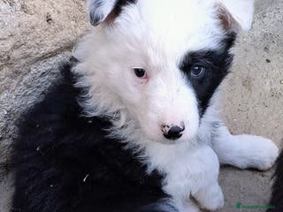 Border Collie perros Boder Collie Parla - Anuncio 1