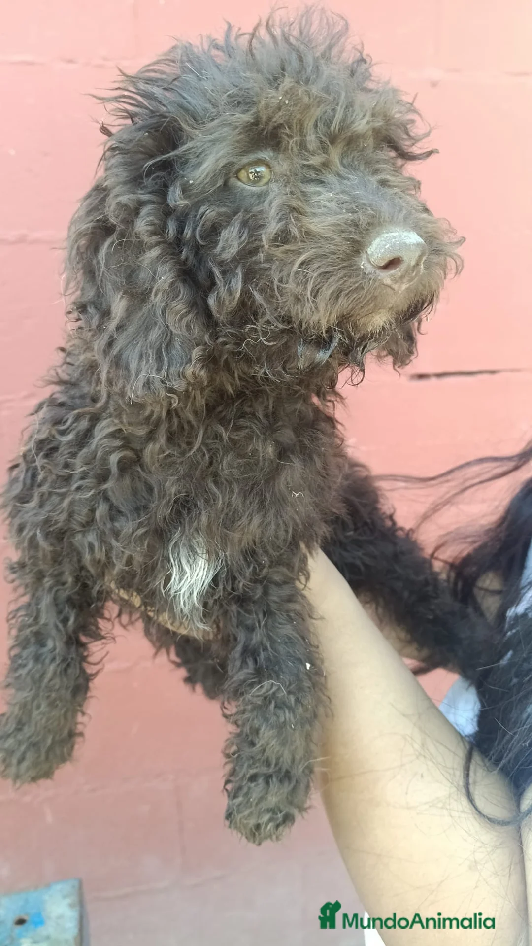 Perro de Agua Español perros en venta: Hembra perro de agua chocolate🐶🐾 en Cádiz - Anuncio 2