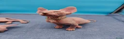 Sphynx gatos en venta: Impresionante machito ojos azules  - Anuncio 5