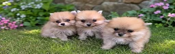 Pomerania perros en venta: PRECIOSO POMERANIA MINI - Anuncio 3