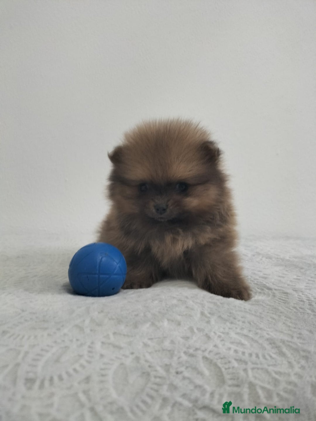 Pomerania perros en venta: Lulu pomerania  - Anuncio 3