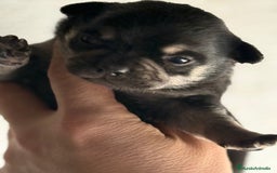 Chihuahua perros en venta: Cachorros de chihuahua toy cabeza manzana - Imagen 5