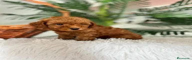 Caniche Toy 1
