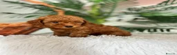 Caniche Toy perros en venta: CANICHE TOY  - Anuncio 25