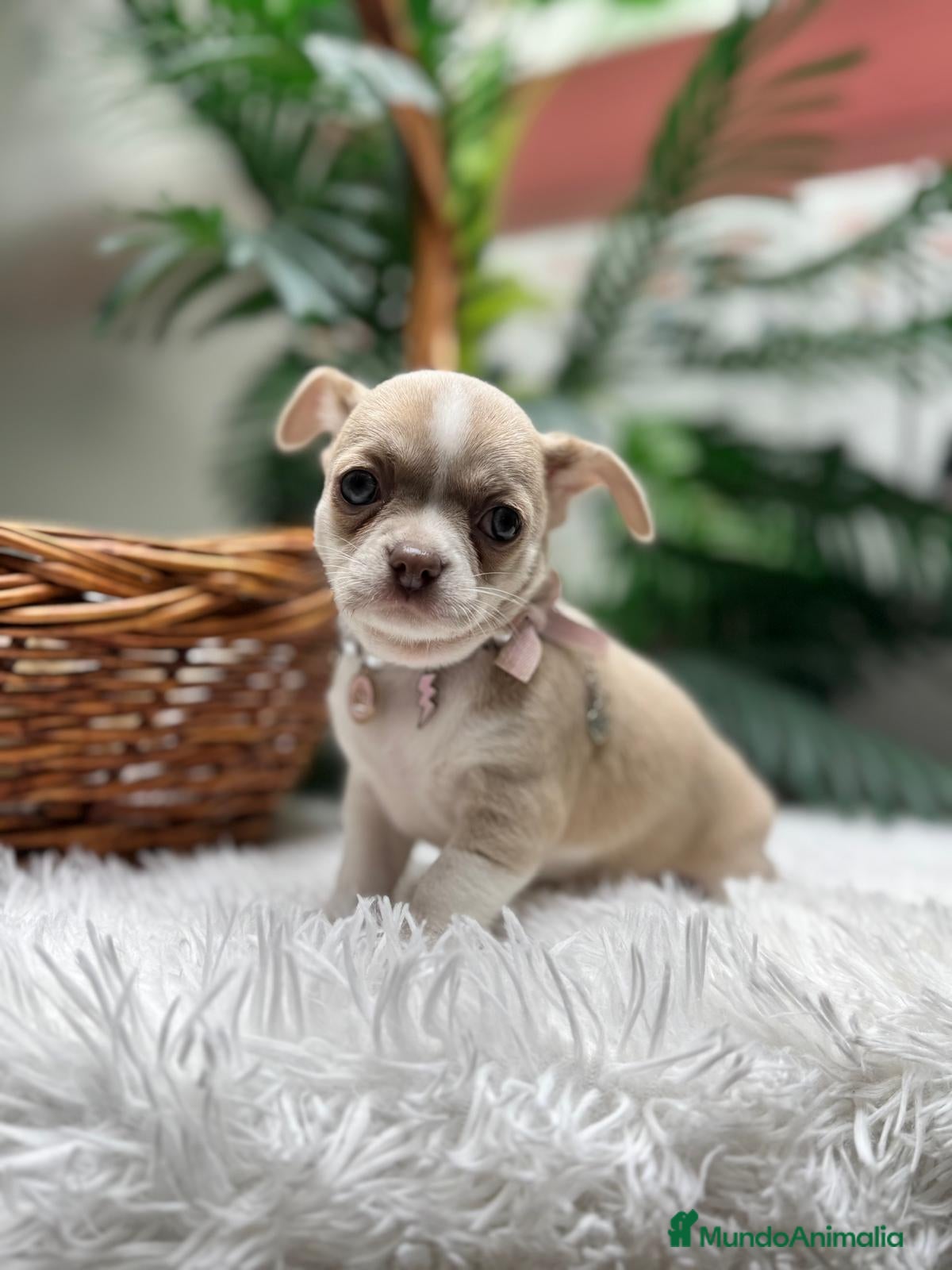 Chihuahua perros CHIHUAHUA  - Anuncio 5