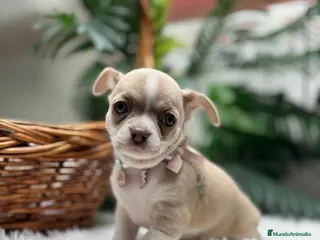 Chihuahua perros CHIHUAHUA - Anuncio 5