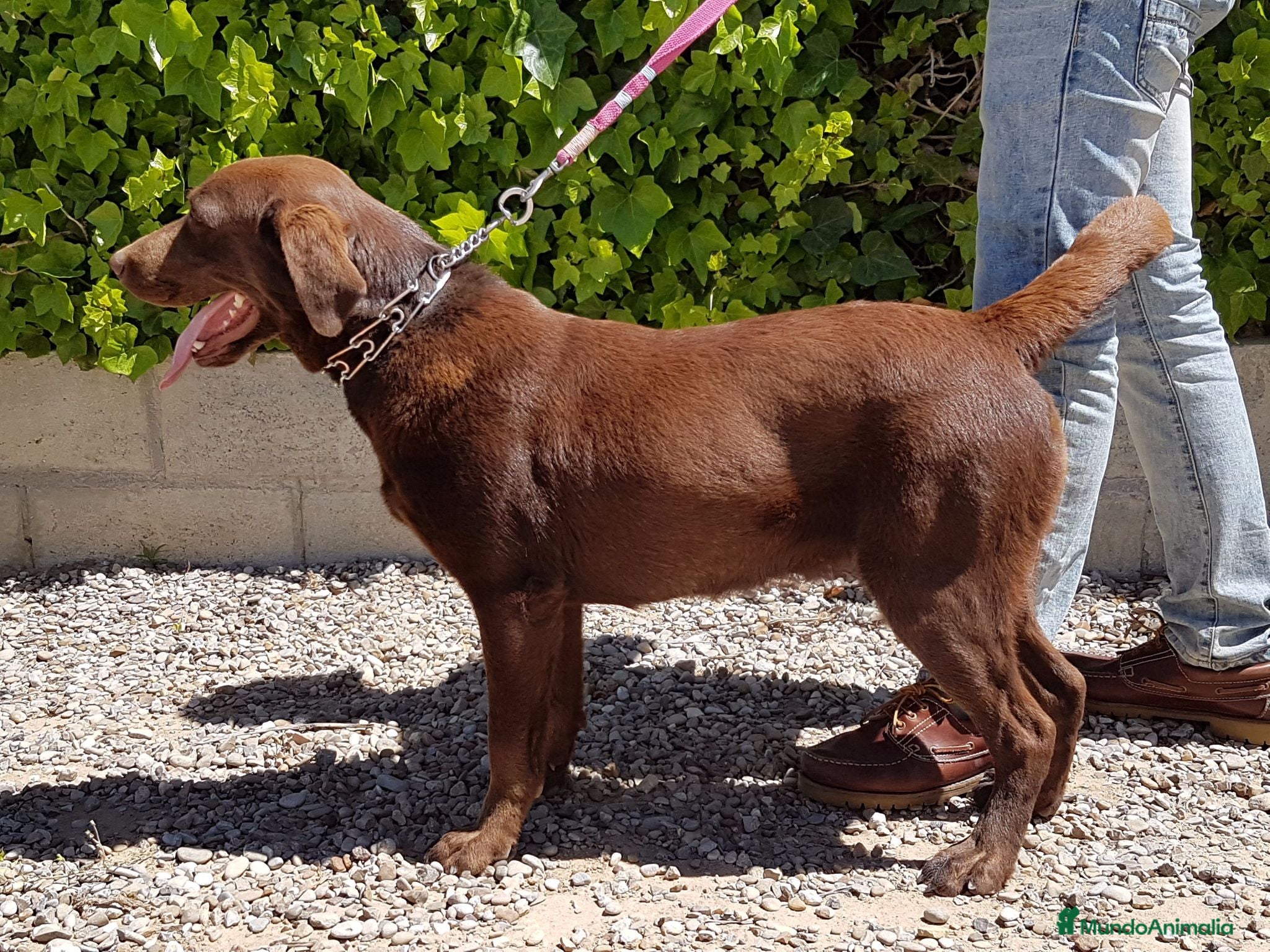 Labrador Retriever perros LABRADOR CHOCOLATE DISPONIBLE - Anuncio 2