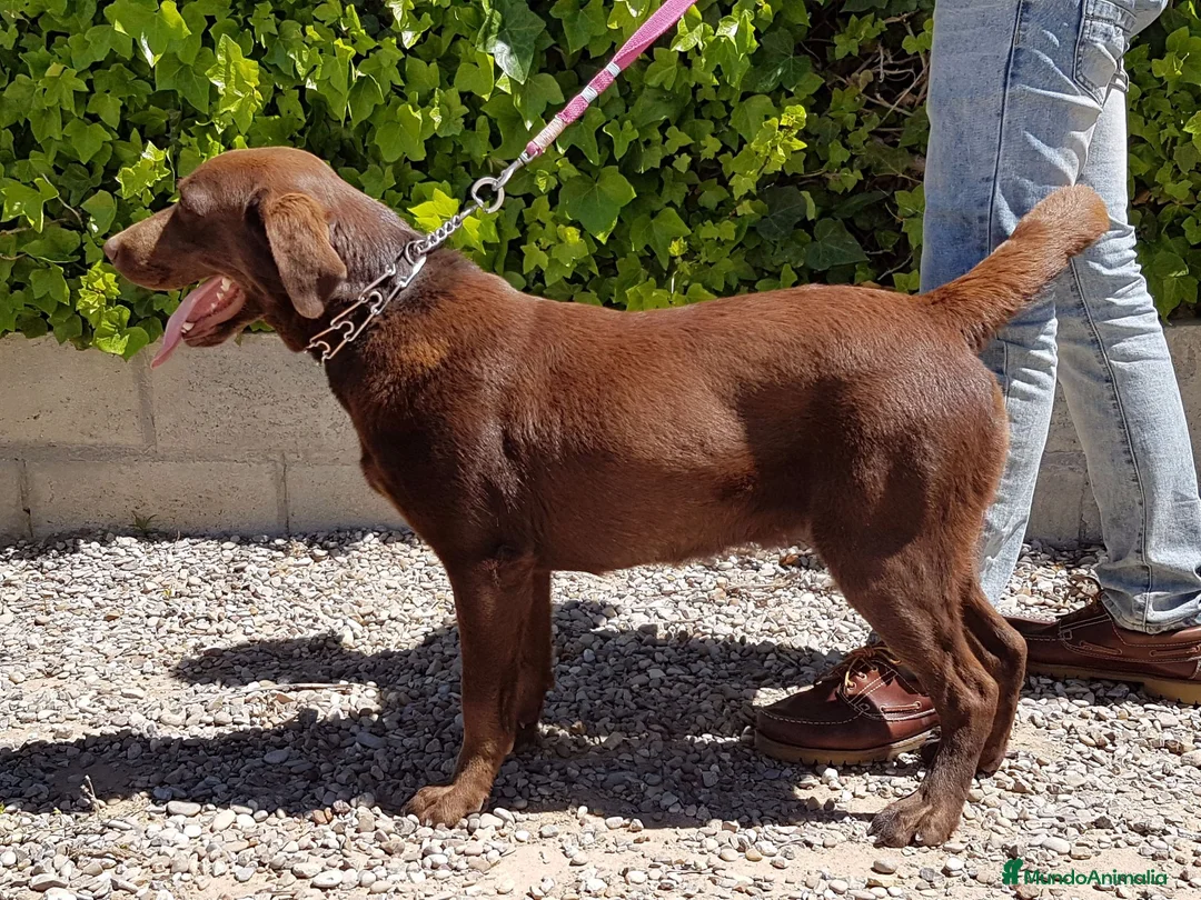 Labrador Retriever perros en venta: LABRADOR CHOCOLATE DISPONIBLE - Anuncio 2