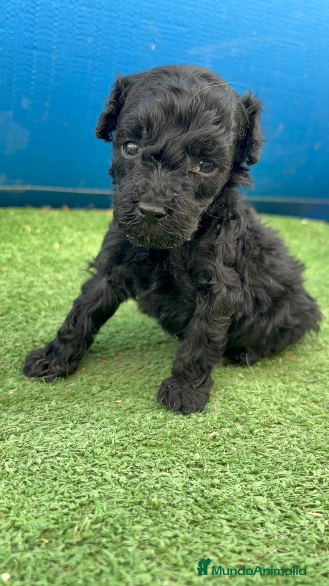 Caniche Enano perros en venta: Caniches - Anuncio 2