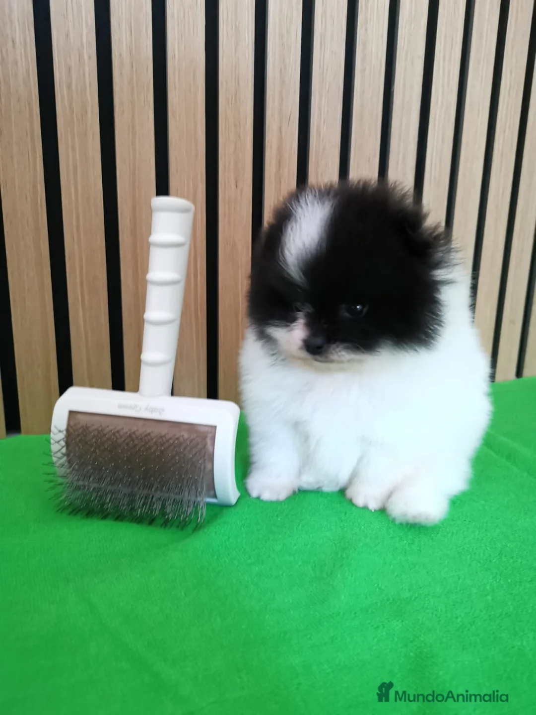 Pomerania perros en venta: Pomerania TOY Party Chocolate y Negro  - Anuncio 15