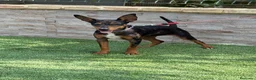 Gos Rater Valencià perros en venta: Cachorra ratonera valenciana merle  - Anuncio 2