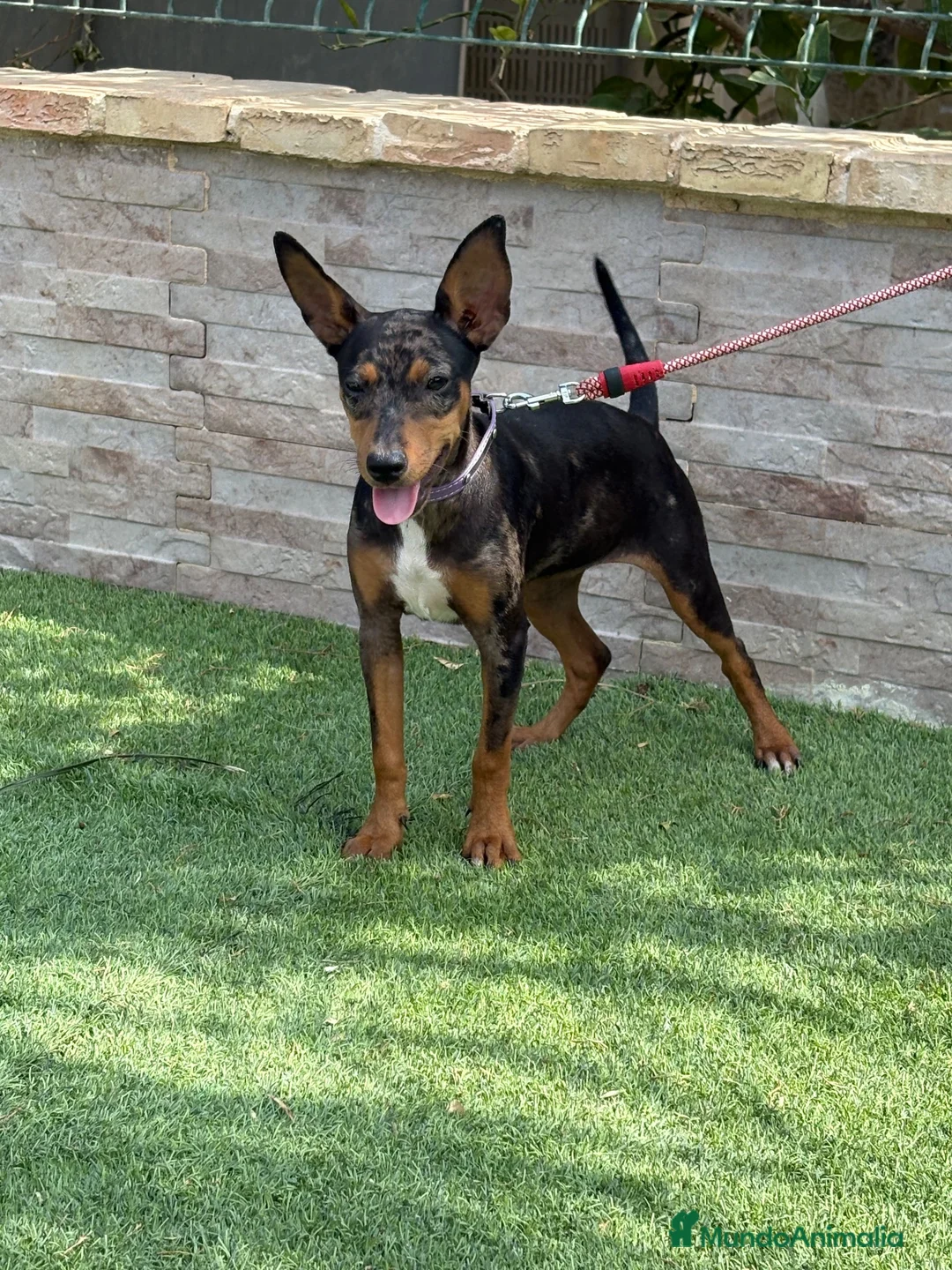 Gos Rater Valencià perros en venta: Cachorra ratonera valenciana merle  - Anuncio 2