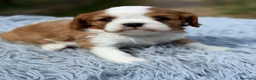 Cavalier King Charles Spaniel perros en venta: CAVALIER MACHITOS DISPONIBLES - Anuncio 2