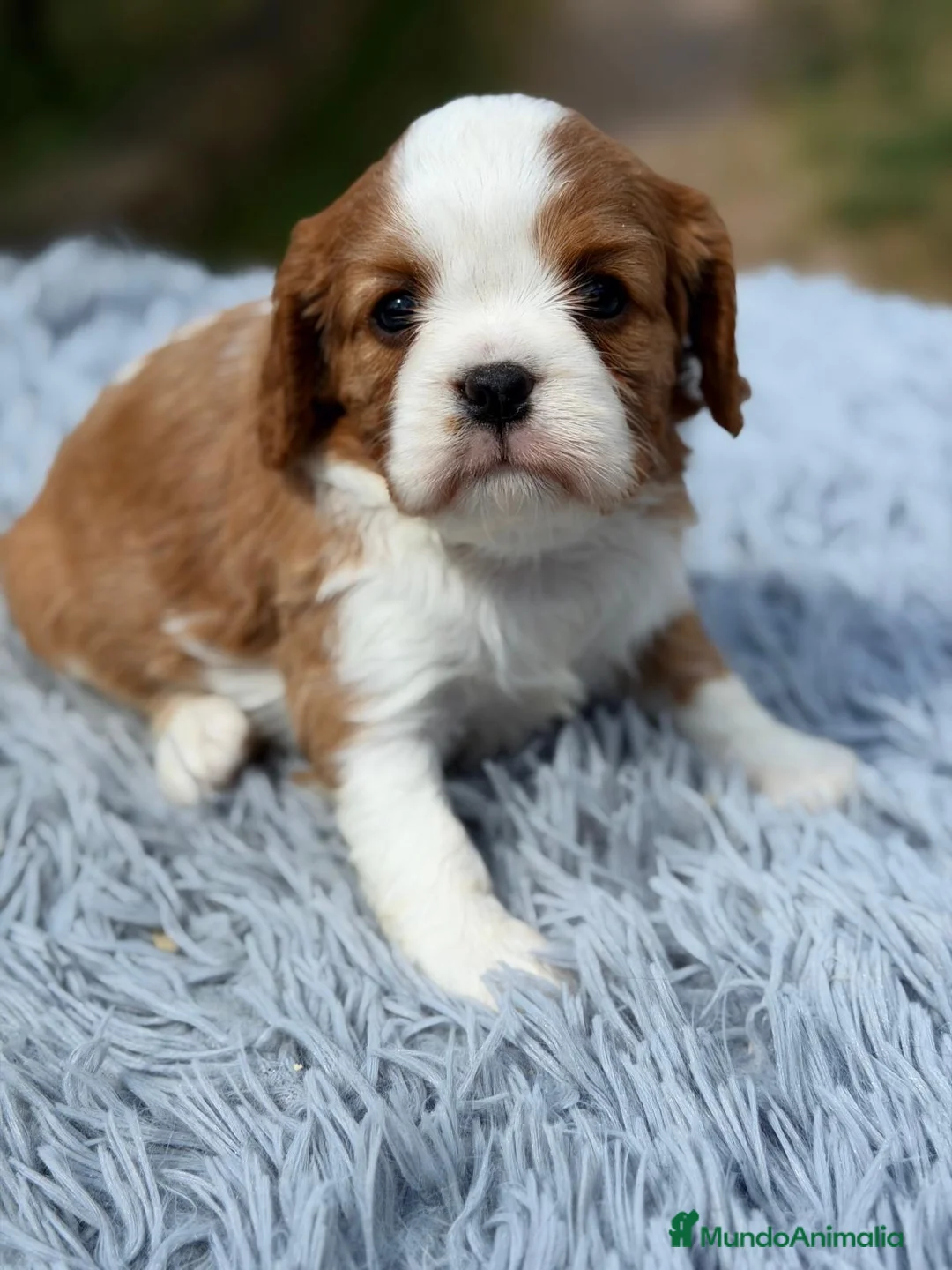 Cavalier King Charles Spaniel perros en venta: CAVALIER MACHITOS DISPONIBLES - Anuncio 2