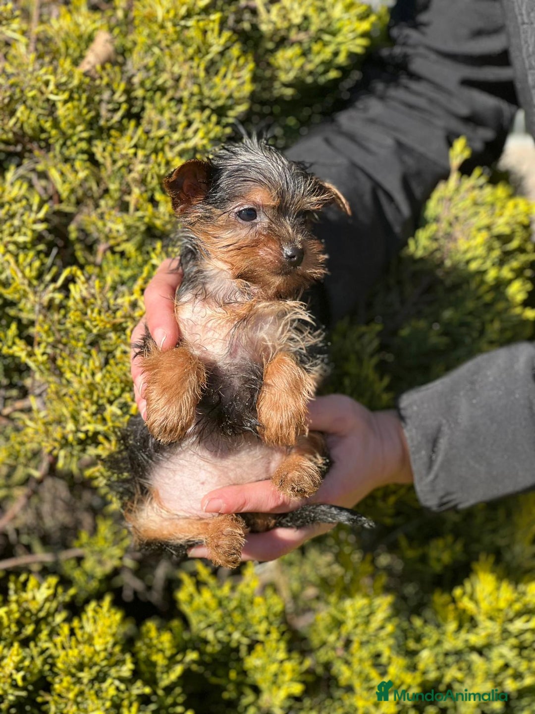 Yorkshire Terrier perros en venta: Yorkshire hembra micro  en Barcelona - Imagen 4