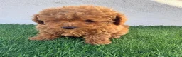 Caniche Toy perros en venta: Caniche toy - Anuncio 5
