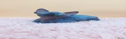 Sphynx gatos en venta: Precioso machito negro  - Anuncio 7