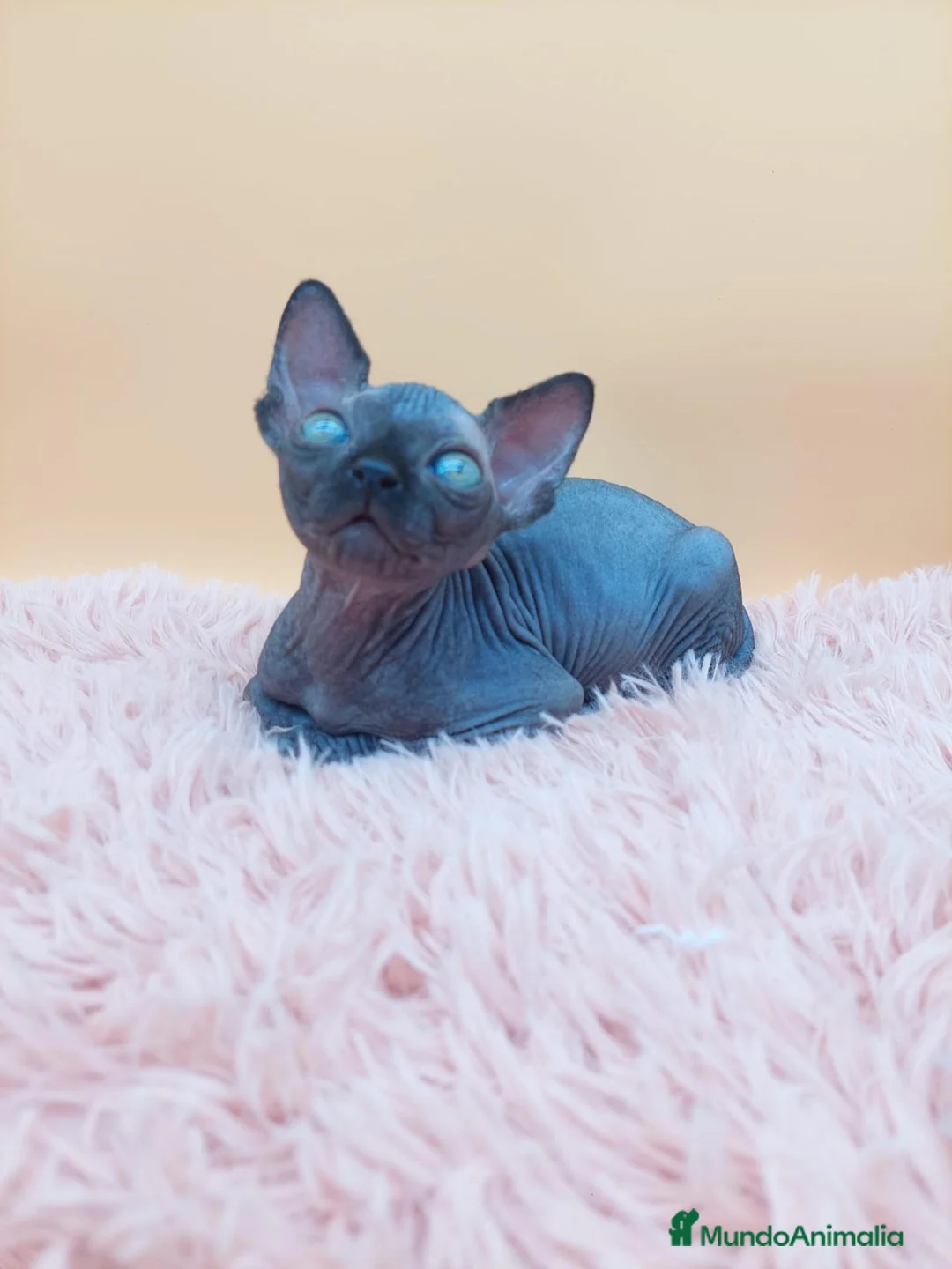 Sphynx gatos en venta: Precioso machito negro  - Anuncio 7